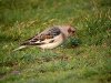 Snow Bunting at Shoebury Coastguards (Steve Arlow) (82471 bytes)